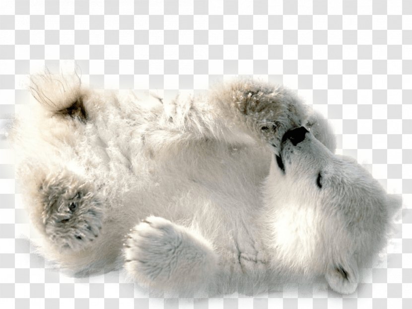 Polar Bear Clip Art - Baby - White Transparent PNG