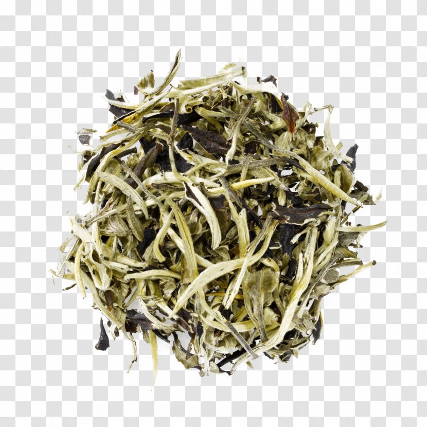 White Tea Dianhong Nilgiri Plant Transparent PNG