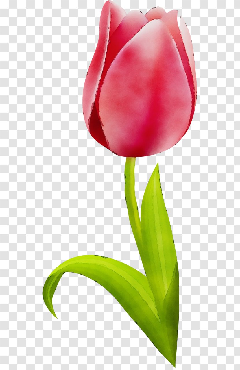 Flower Tulip Petal Red Plant - Paint - Lily Family Closeup Transparent PNG