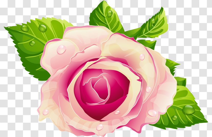 Rose Flower Pink Clip Art - Garden Roses Transparent PNG