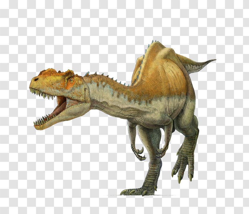 Yangchuanosaurus Tyrannosaurus Metriacanthosaurus Allosaurus Spinosaurus - Reptile - Wild Dinosaur Transparent PNG