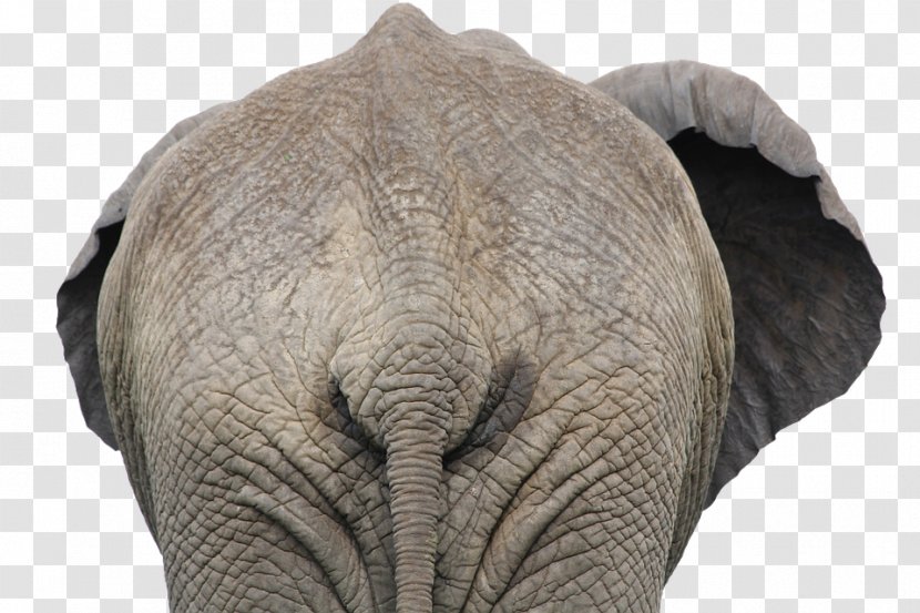 African Elephant Indian Clip Art - Bush Transparent PNG