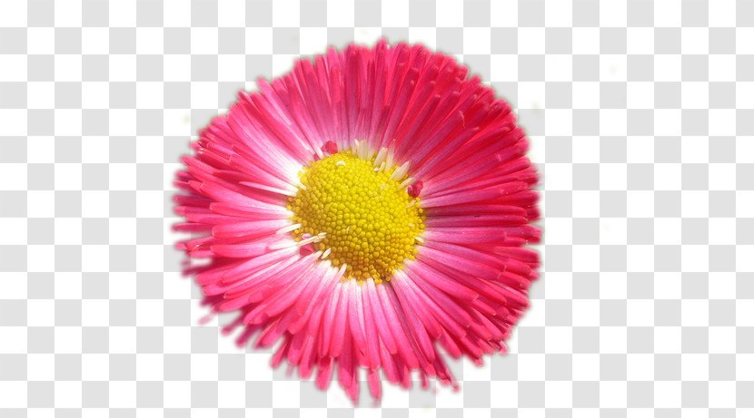 Common Daisy Wildflower Blume Oxeye - Pas De Deux Transparent PNG