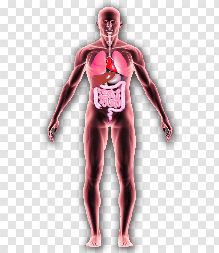 Homo Sapiens Parvovirus B19 Human Body Substance Abuse Anatomy - Heart - Arm Transparent PNG