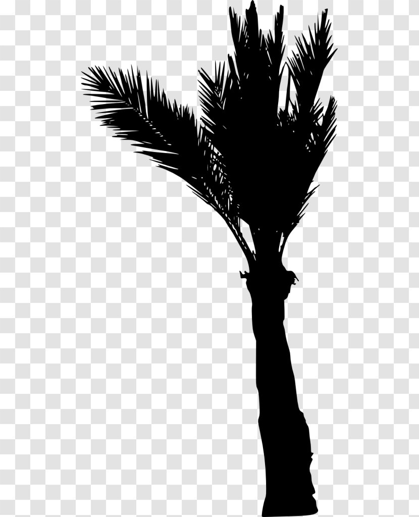 Asian Palmyra Palm Arecaceae Silhouette Black And White - Branch Transparent PNG