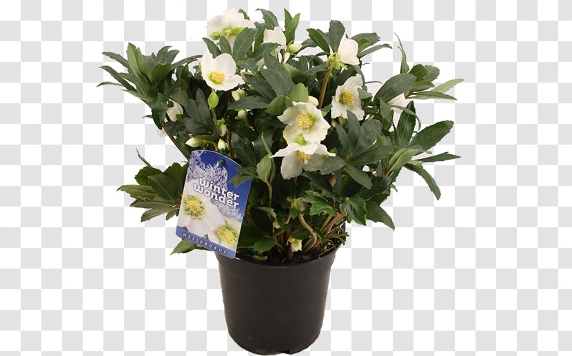 Flowerpot Vase Plastic Rose - Flowering Plant - Flower Transparent PNG