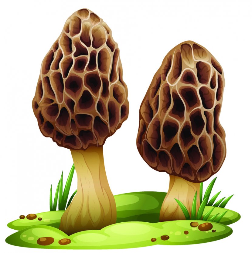 Edible Mushroom Vector Graphics Royalty-free True Morels Transparent PNG