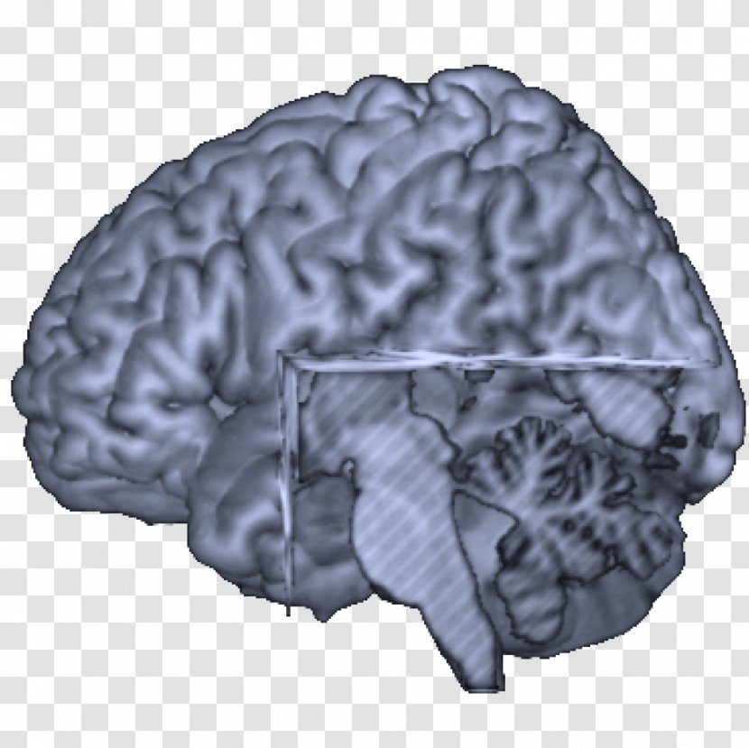Brain Dyscalculia Neurology - Frame Transparent PNG