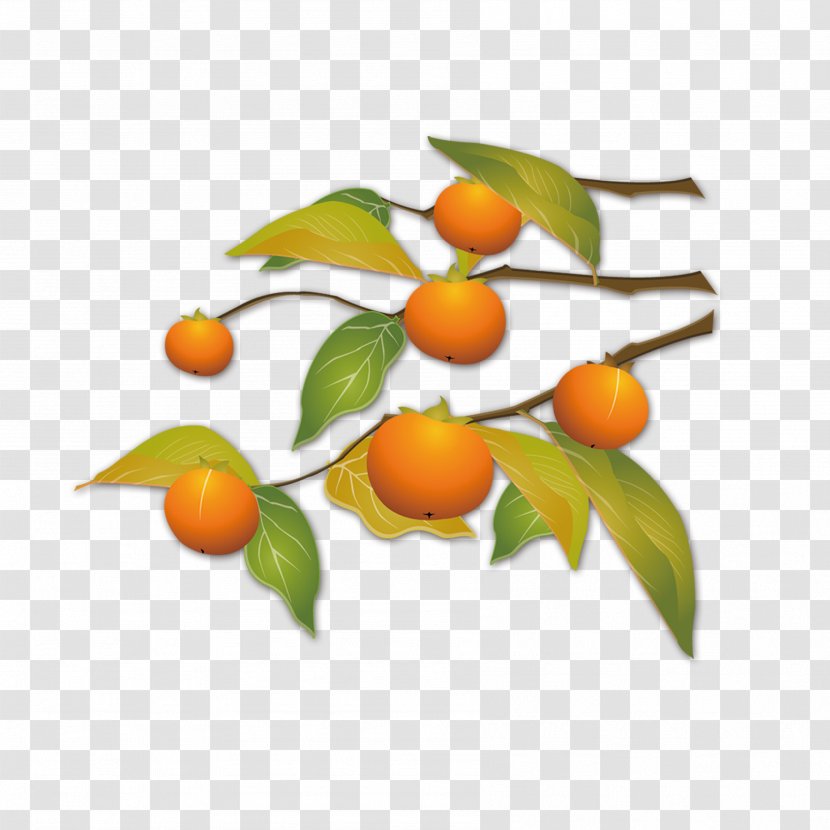 Kumquat Autumn Download - Tangerine - Background Transparent PNG