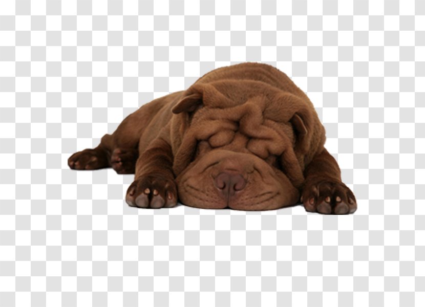 Shar Pei Puppy Pet Sitting Scottish Fold Chow - Dog Daycare Transparent PNG