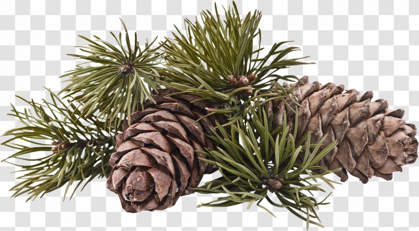 Pine Oil Essential Terpene - Aromatherapy - Cone Transparent PNG