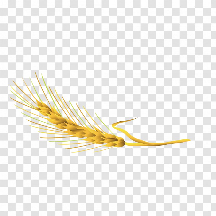 Yellow Commodity Grasses Family - Grass - Mature Wheat Transparent PNG