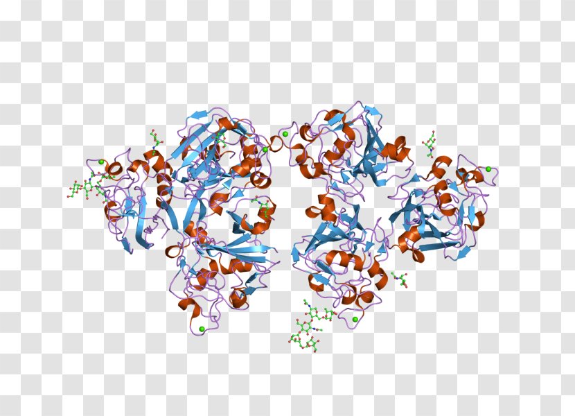Ficolin (collagen/fibrinogen Domain Containing Lectin) 2 (hucolin) FCN2 - Wikipedia - Threedimensional Space Transparent PNG