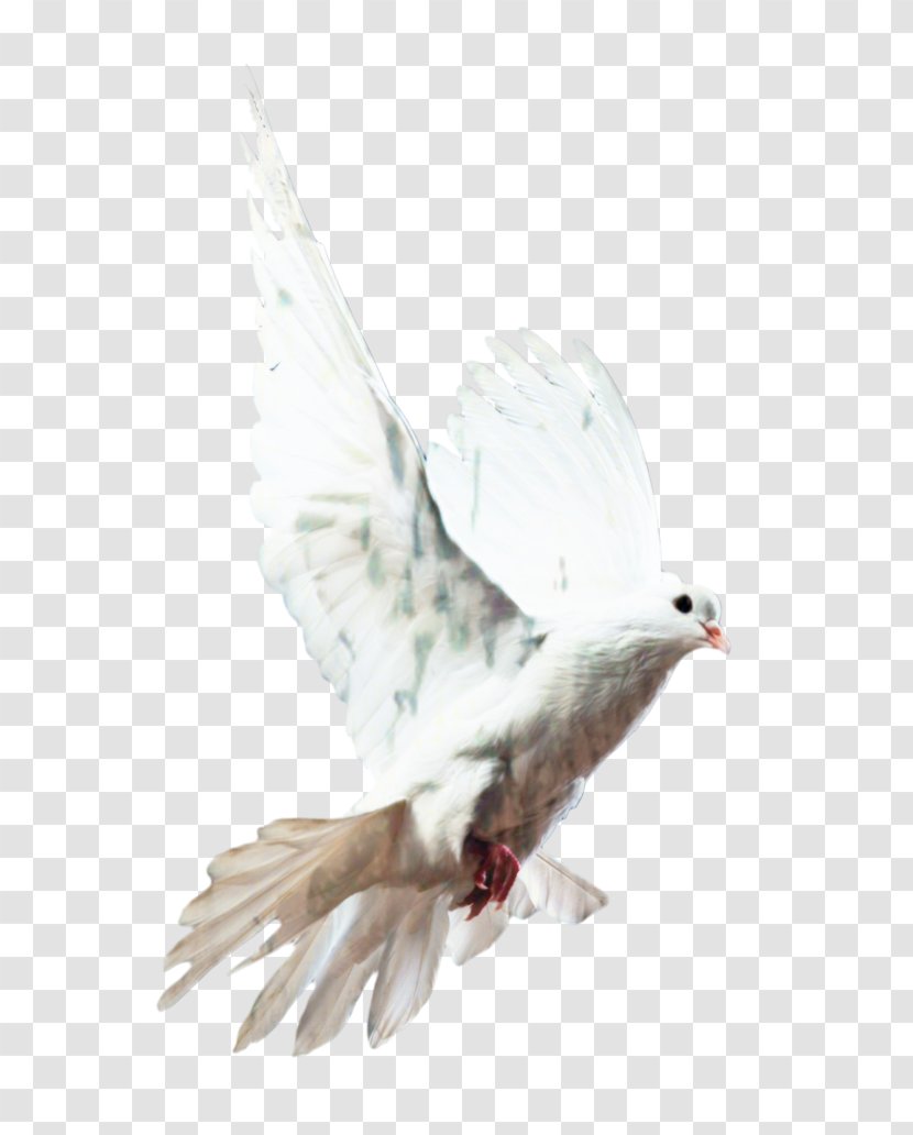 Dove Bird - Falconiformes - Tail Transparent PNG