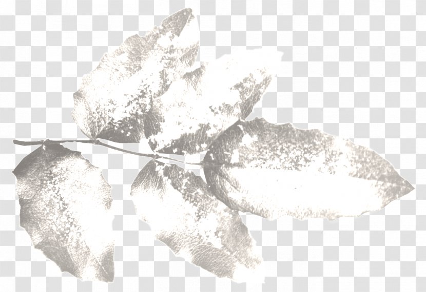 Fashion Polyvore Christmas Tree Winter - Leaf Transparent PNG