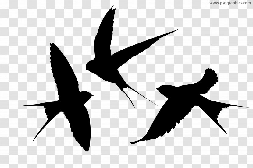 Swallow Silhouette Bird - Wing - Animal Silhouettes Transparent PNG
