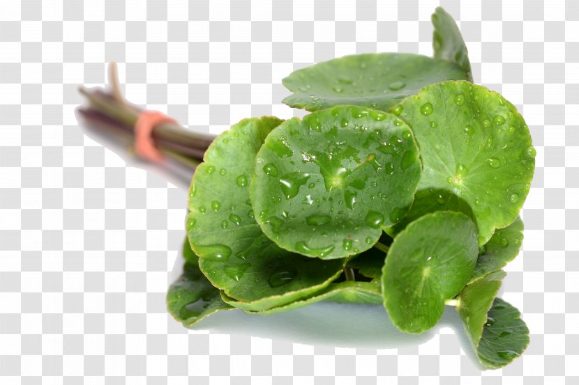Leaf Green Flower Plant Kaffir Lime - Herb - Food Annual Transparent PNG