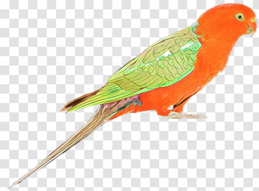 Lovebird Macaw Parakeet Loriini Feather - Wing - Bird Transparent PNG