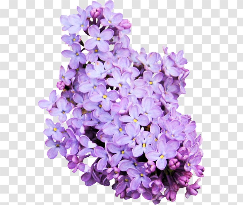 Flower Nail Art Lavender - Floral Design Transparent PNG