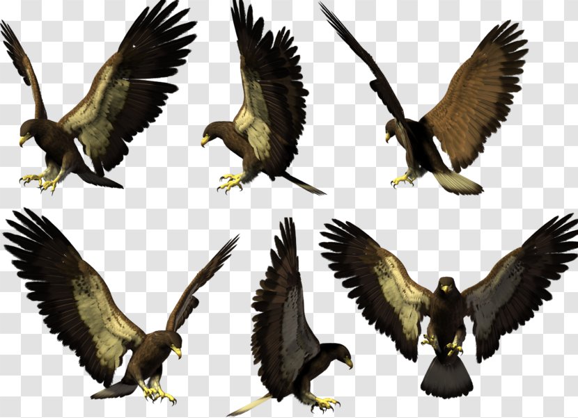 Bird Bald Eagle Hawk Falcon - Wildlife Transparent PNG