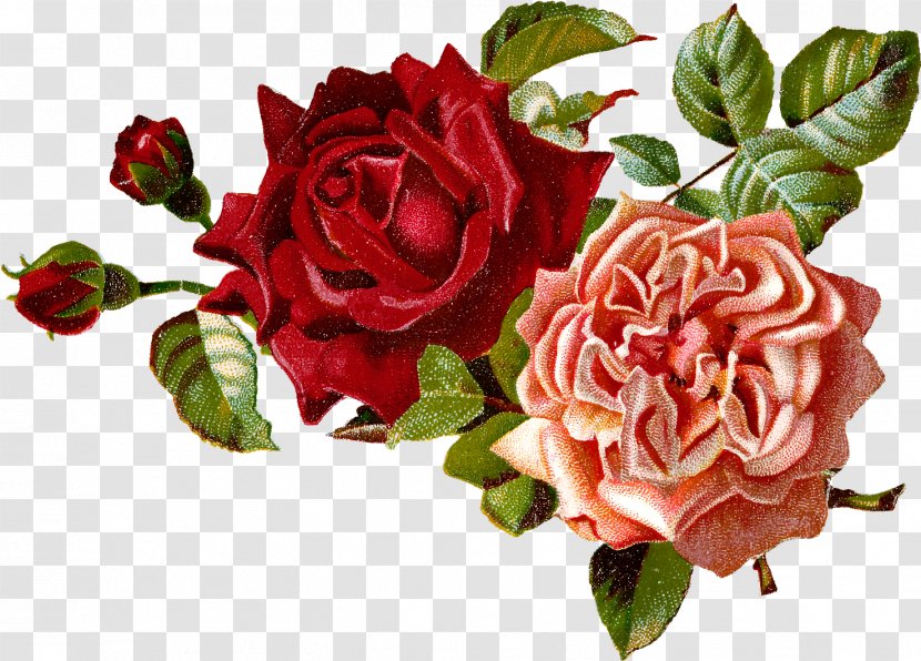 Garden Roses - Flower - Floribunda Rose Family Transparent PNG