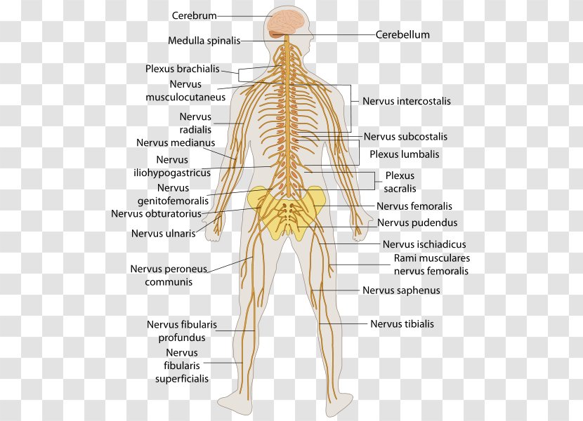 Central Nervous System Human Body Anatomy Peripheral - Silhouette - Brain Transparent PNG