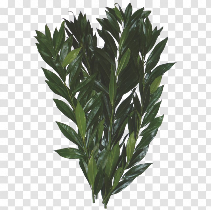 Leaf Cocculus Laurifolius Follaje Plant Stem Flower - Vascular Transparent PNG