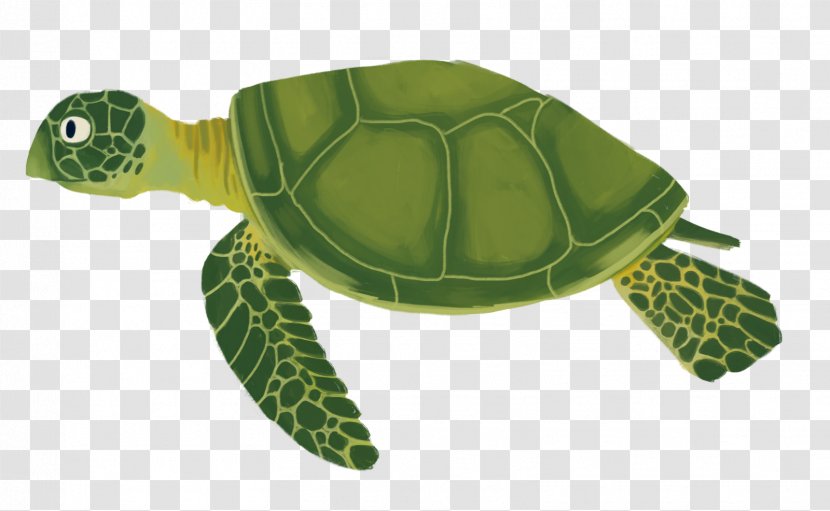 Sea Turtle Reptile Tortoise Emydidae - Fish Cartoon Transparent PNG