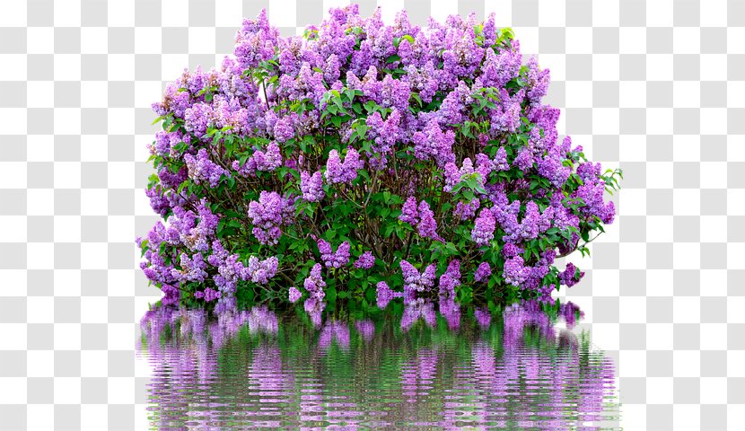 Common Lilac Shrub Pruning Cutting - Nursery - Watercolor Flowers Transparent PNG
