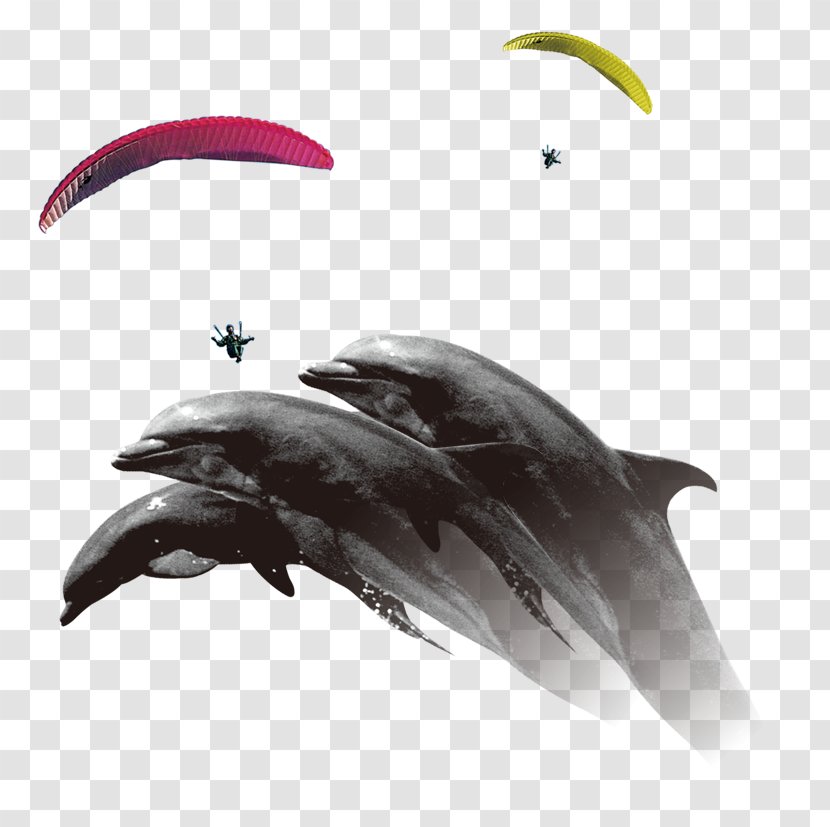 Common Dolphin Porpoise Parachuting Parachute - Creative Transparent PNG
