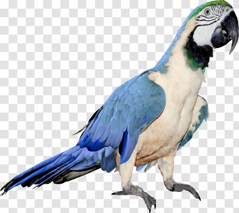 Bird Budgerigar Parrots Of New Guinea Clip Art - Perico Transparent PNG