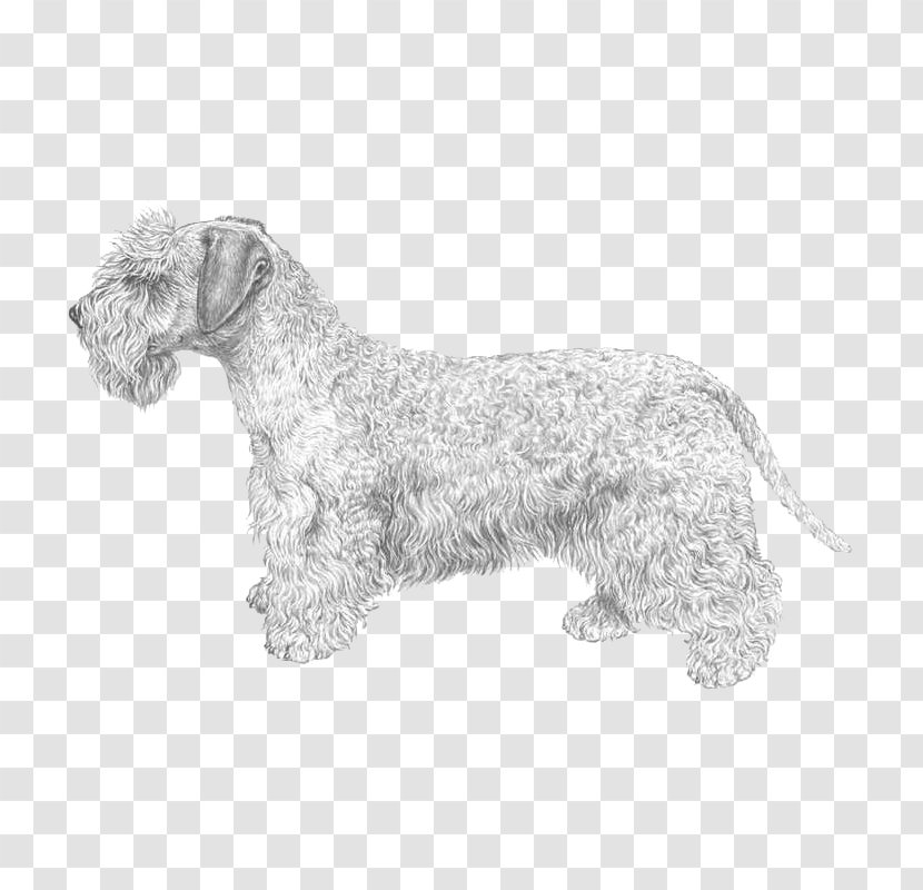 Miniature Schnauzer Cesky Terrier Glen Lakeland Scottish - English Setter Transparent PNG