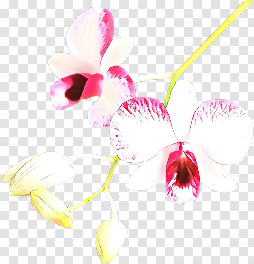 Pink Flower Plant Orchid Moth Orchid Transparent PNG