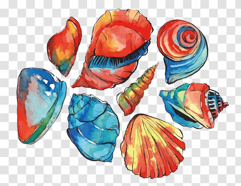 Watercolor Painting Illustration - Material - Vector Shells Transparent PNG