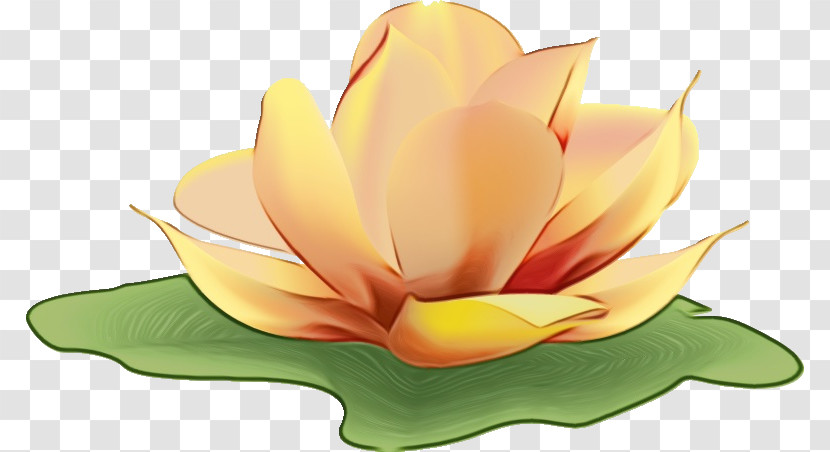 Petal Yellow Proteales Computer M Transparent PNG