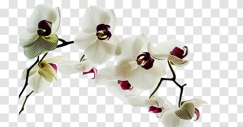 White Flower Petal Moth Orchid Plant Transparent PNG