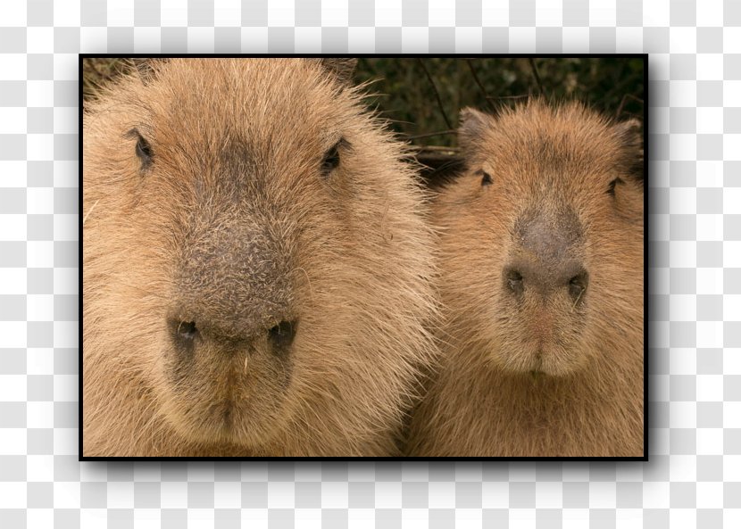 Guinea Pig Capybara Whiskers Snout Transparent PNG