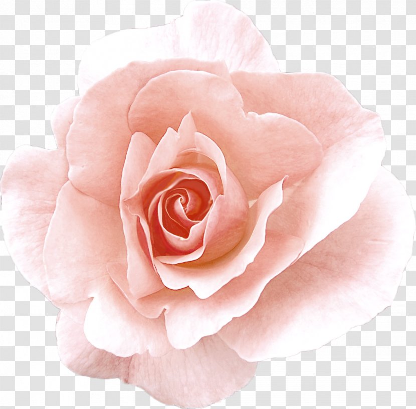 Damask Rose Garden Roses Flower Oil - Plant Transparent PNG