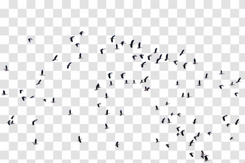 Bird Flight Flock Masjid Al Rayyan Animal Migration - Beak - Gull Transparent PNG