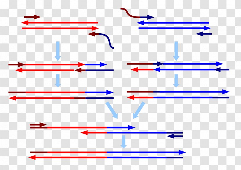 Overlap Extension Polymerase Chain Reaction Primer RNA - Dna - Splice Transparent PNG