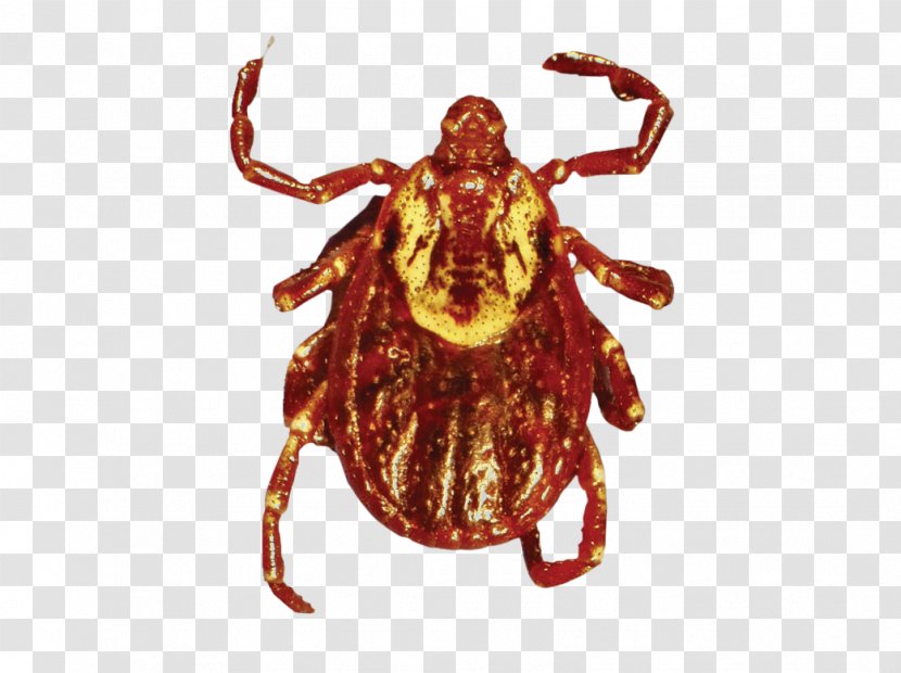 American Dog Tick Lyme Disease - Medicine Transparent PNG