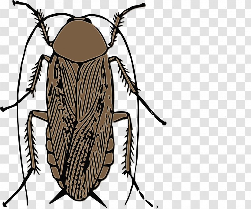 Cockroach Cartoon - Oriental - Tachinidae Blowflies Transparent PNG
