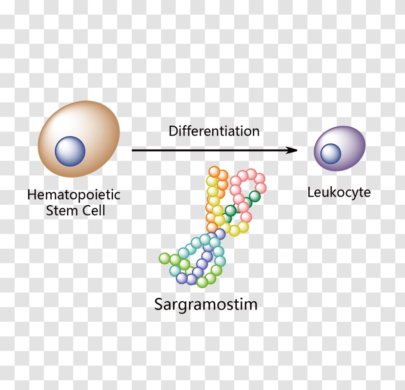 Subarachnoid Hemorrhage In Clinical Practice Sargramostim Pharmaceutical Drug Nimodipine Pegfilgrastim - Brand - Acarbose Transparent PNG