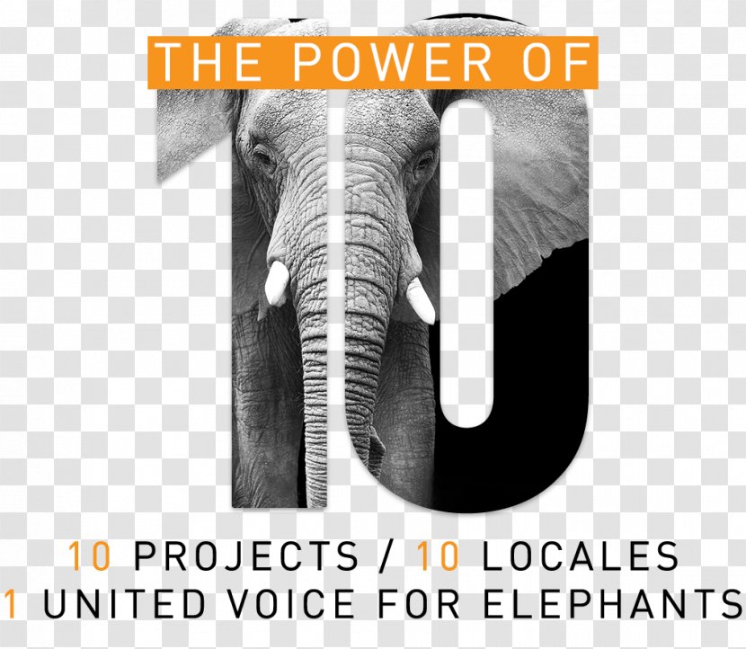 Indian Elephant Elephantidae Brand The Bodhi Tree Foundation Armani - Save Power Transparent PNG