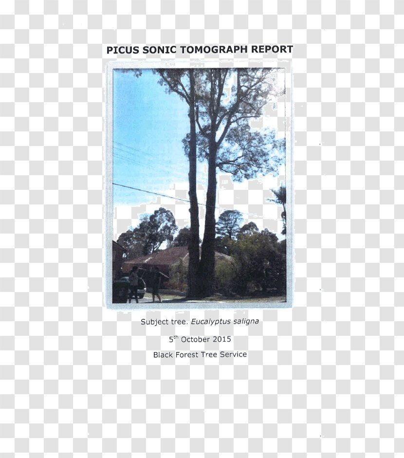 Tree Stock Photography Sky Plc Transparent PNG