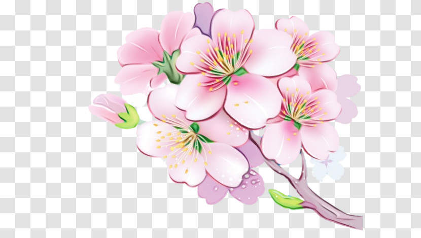 Cherry Blossom Transparent PNG