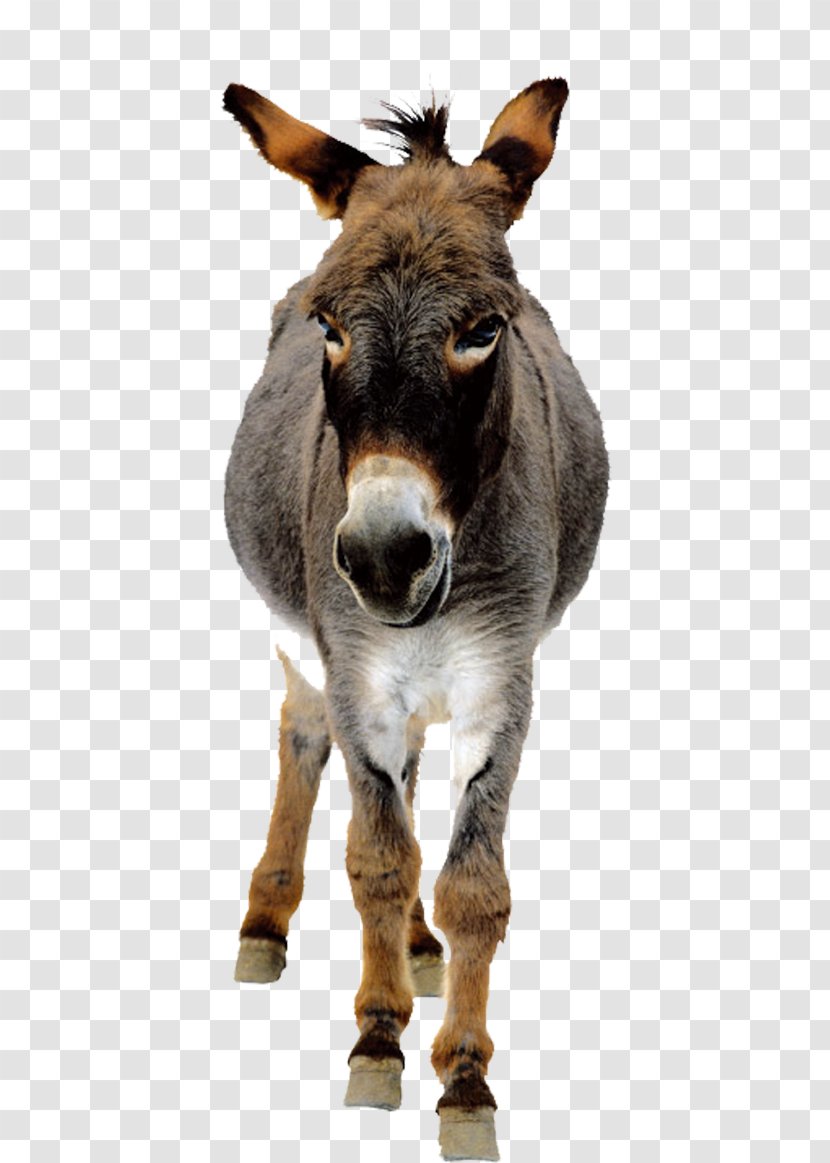 Donkey - Fauna Transparent PNG