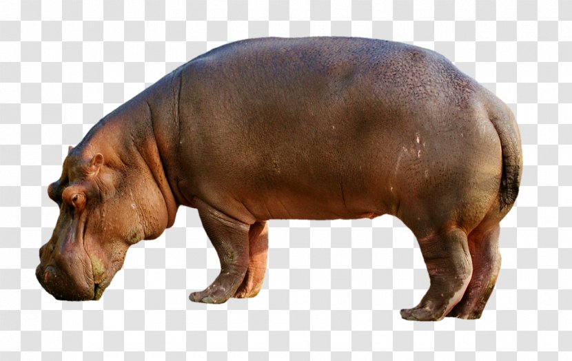 Hippopotamuses Pig - Snout Transparent PNG