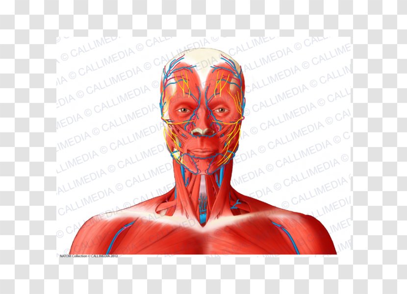 Head And Neck Anatomy Human Body Anterior Triangle Of The Muscle - Watercolor - Cartoon Transparent PNG