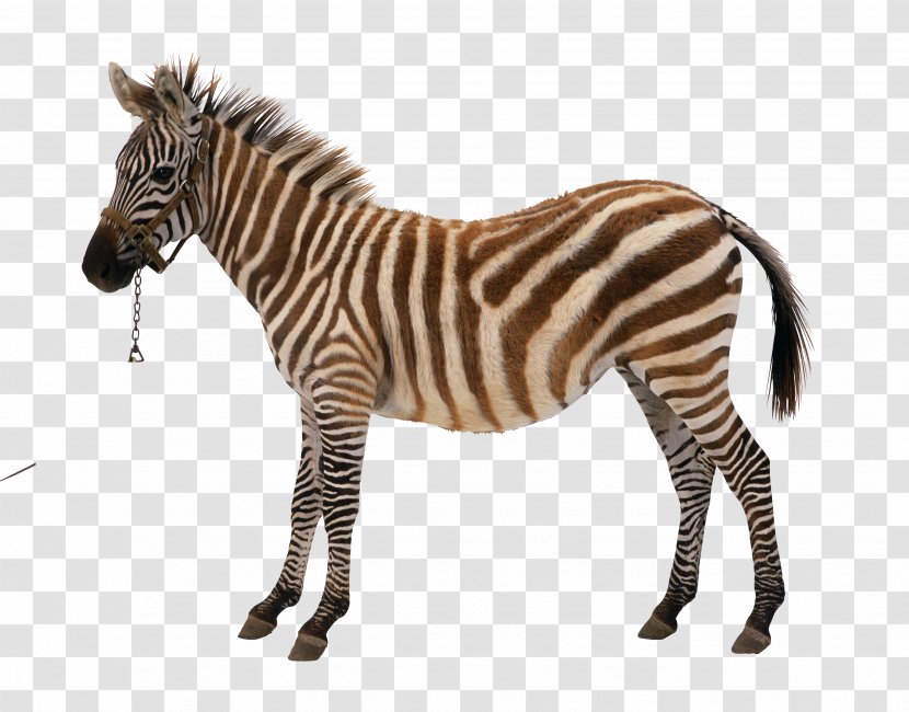 Royalty-free Stock Photography Vector Graphics Illustration Zebra - Animal Figure Transparent PNG